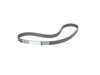 ES#2800624 - 074109119F - Timing Belt - Continental - Volkswagen