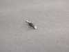 ES#164887 - 61131393723 - Contact - Priced Each  - 0.5-0.75MM - Genuine BMW - BMW MINI