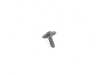 ES#17008 - 07147157955 - TORX BOLT  - Genuine BMW - BMW