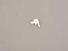 ES#93935 - 51328408634 - Clip - Holds window frame to the door. - Genuine BMW - BMW