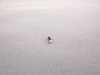 ES#2207797 - 962885-1 - Wire Terminal - Female Pin Receptacle 1-1.60 Mm Wire - Tyco - 
