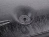 ES#1753253 - 2105200822 - Belly Pan - Front - Protect your engine from road debris - Genuine Mercedes Benz - Mercedes Benz